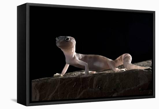 Desert Banded Gecko (Coleonyx Variegatus Variegatus) Controlled Conditions-Daniel Heuclin-Framed Premier Image Canvas