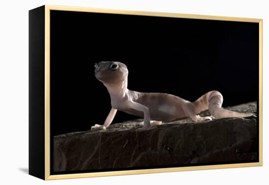 Desert Banded Gecko (Coleonyx Variegatus Variegatus) Controlled Conditions-Daniel Heuclin-Framed Premier Image Canvas