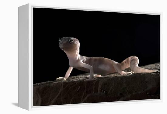 Desert Banded Gecko (Coleonyx Variegatus Variegatus) Controlled Conditions-Daniel Heuclin-Framed Premier Image Canvas