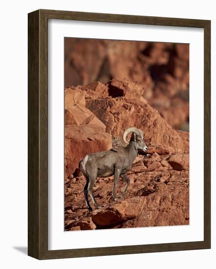 Desert Bighorn Sheep (Ovis Canadensis Nelsoni) Ram, Valley of Fire State Park, Nevada, Usa-James Hager-Framed Photographic Print