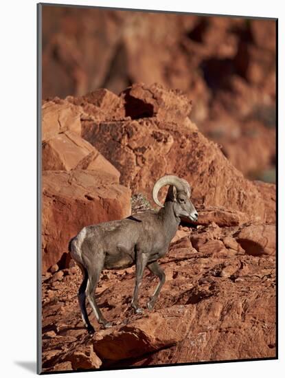 Desert Bighorn Sheep (Ovis Canadensis Nelsoni) Ram, Valley of Fire State Park, Nevada, Usa-James Hager-Mounted Photographic Print