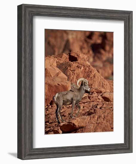 Desert Bighorn Sheep (Ovis Canadensis Nelsoni) Ram, Valley of Fire State Park, Nevada, Usa-James Hager-Framed Photographic Print