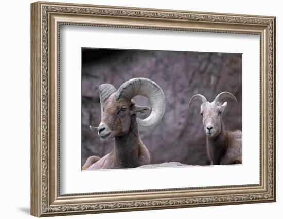 Desert Bighorn Sheep Ram and Ewe, Southern Arizona, Usa-John Barger-Framed Photographic Print