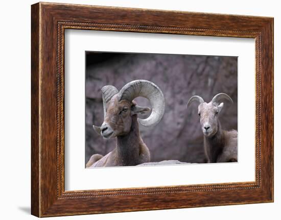 Desert Bighorn Sheep Ram and Ewe, Southern Arizona, Usa-John Barger-Framed Photographic Print