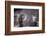 Desert Bighorn Sheep Ram and Ewe, Southern Arizona, Usa-John Barger-Framed Photographic Print