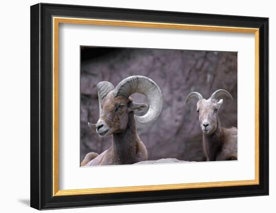 Desert Bighorn Sheep Ram and Ewe, Southern Arizona, Usa-John Barger-Framed Photographic Print