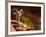 Desert Bighorn Sheep, Zion National Park, Utah, Usa-Maresa Pryor-Framed Photographic Print