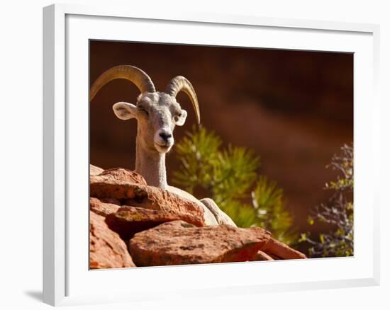 Desert Bighorn Sheep, Zion National Park, Utah, Usa-Maresa Pryor-Framed Photographic Print