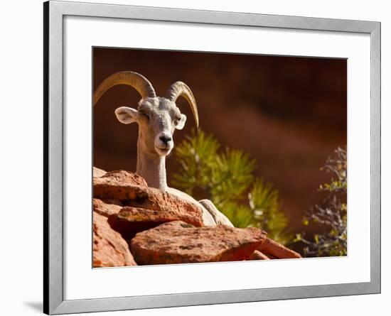 Desert Bighorn Sheep, Zion National Park, Utah, Usa-Maresa Pryor-Framed Photographic Print