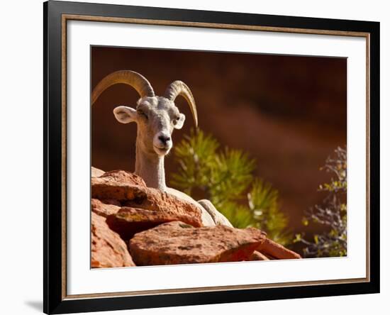Desert Bighorn Sheep, Zion National Park, Utah, Usa-Maresa Pryor-Framed Photographic Print