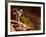 Desert Bighorn Sheep, Zion National Park, Utah, Usa-Maresa Pryor-Framed Photographic Print