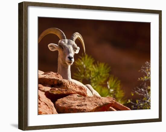 Desert Bighorn Sheep, Zion National Park, Utah, Usa-Maresa Pryor-Framed Photographic Print