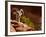 Desert Bighorn Sheep, Zion National Park, Utah, Usa-Maresa Pryor-Framed Photographic Print