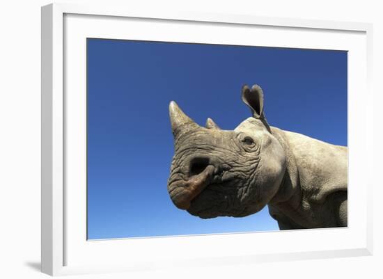 Desert Black Rhino-null-Framed Photographic Print