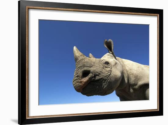 Desert Black Rhino-null-Framed Photographic Print