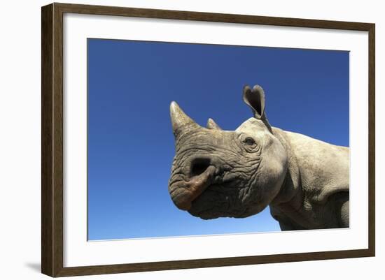 Desert Black Rhino-null-Framed Photographic Print