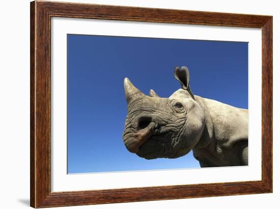 Desert Black Rhino-null-Framed Photographic Print