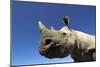 Desert Black Rhino-null-Mounted Photographic Print