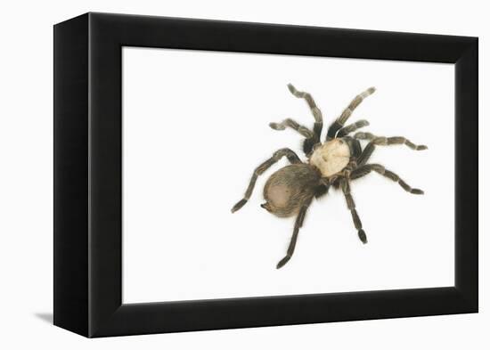 Desert Blond Tarantula-DLILLC-Framed Premier Image Canvas