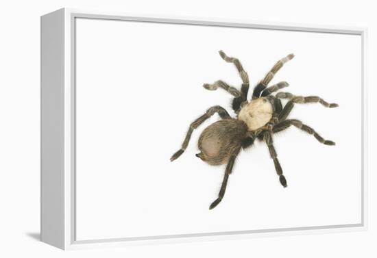 Desert Blond Tarantula-DLILLC-Framed Premier Image Canvas