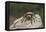 Desert Blond Tarantula-DLILLC-Framed Premier Image Canvas