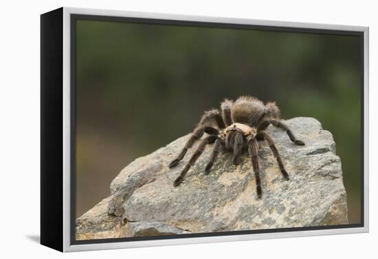 Desert Blond Tarantula-DLILLC-Framed Premier Image Canvas