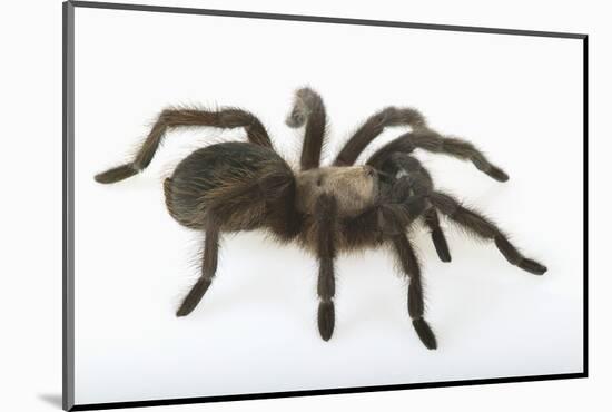 Desert Blond Tarantula-DLILLC-Mounted Photographic Print