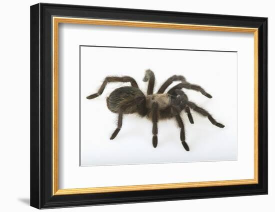 Desert Blond Tarantula-DLILLC-Framed Photographic Print