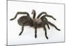 Desert Blond Tarantula-DLILLC-Mounted Photographic Print