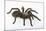 Desert Blond Tarantula-DLILLC-Mounted Photographic Print