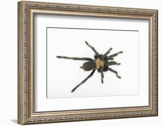 Desert Blond Tarantula-DLILLC-Framed Photographic Print