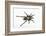 Desert Blond Tarantula-DLILLC-Framed Photographic Print