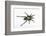 Desert Blond Tarantula-DLILLC-Framed Photographic Print