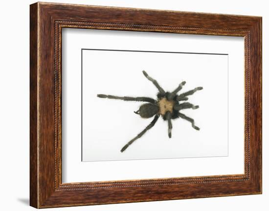 Desert Blond Tarantula-DLILLC-Framed Photographic Print