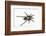 Desert Blond Tarantula-DLILLC-Framed Photographic Print