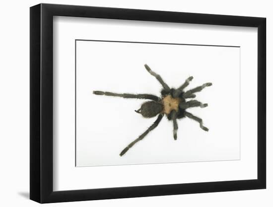 Desert Blond Tarantula-DLILLC-Framed Photographic Print