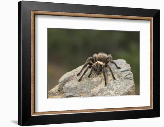 Desert Blond Tarantula-DLILLC-Framed Photographic Print