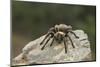 Desert Blond Tarantula-DLILLC-Mounted Photographic Print