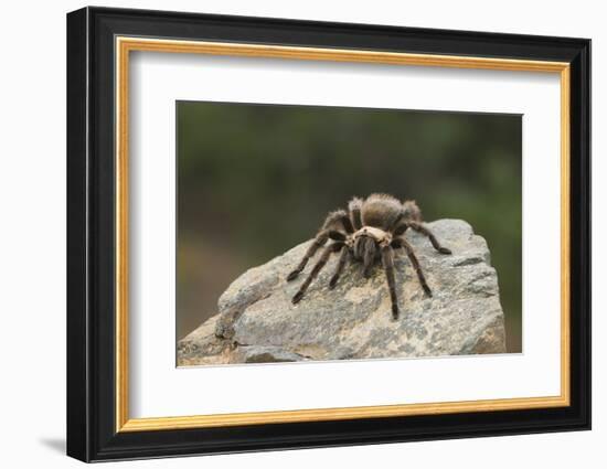 Desert Blond Tarantula-DLILLC-Framed Photographic Print