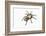 Desert Blond Tarantula-DLILLC-Framed Photographic Print