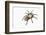 Desert Blond Tarantula-DLILLC-Framed Photographic Print