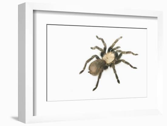 Desert Blond Tarantula-DLILLC-Framed Photographic Print