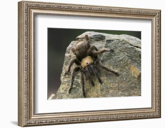 Desert Blond Tarantula-DLILLC-Framed Photographic Print