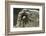 Desert Blond Tarantula-DLILLC-Framed Photographic Print