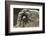 Desert Blond Tarantula-DLILLC-Framed Photographic Print