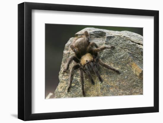 Desert Blond Tarantula-DLILLC-Framed Photographic Print