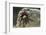 Desert Blond Tarantula-DLILLC-Framed Photographic Print