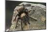 Desert Blond Tarantula-DLILLC-Mounted Photographic Print