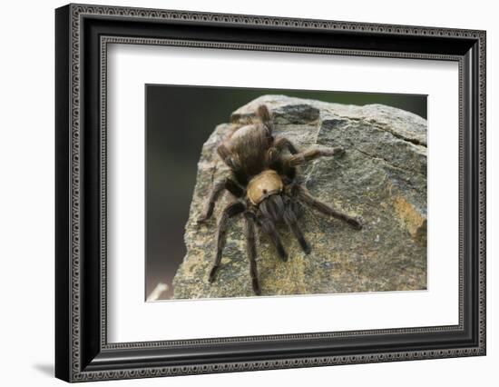 Desert Blond Tarantula-DLILLC-Framed Photographic Print