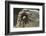 Desert Blond Tarantula-DLILLC-Framed Photographic Print